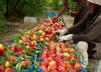 مهد هلوی مازندران همچنان در انتظار صنایع تبدیلی/ کسب درآمد 700 میلیاردی باغداران روستای بایع‌کلا