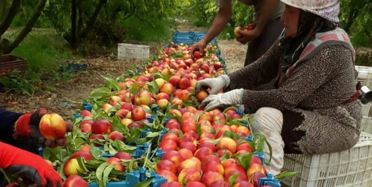 مهد هلوی مازندران همچنان در انتظار صنایع تبدیلی/ کسب درآمد 700 میلیاردی باغداران روستای بایع‌کلا