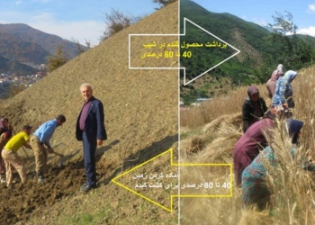 به ثمرنشستن خوشه‌های طلایی در زمینی با شیب ملایم 80 درصدی+ عکس و فیلم