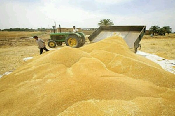 خرید تضمینی گندم در مازندران ۳۹ درصد رشد یافت