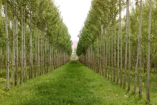 زراعت چوب در ۲۰۰ قطعه اراضی ۱۰ هکتاری در غرب مازندران
