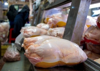 ۶۰۰ تن مرغ در مازندران توزیع می شود