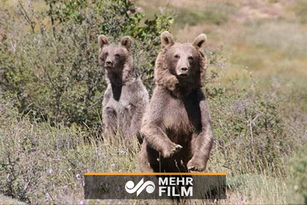 فیلمی کوتاه از دو خرس بالغ در مازندران