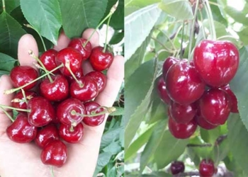 برداشت محصول باغات سیاه ریشه در بخش چهاردانگه