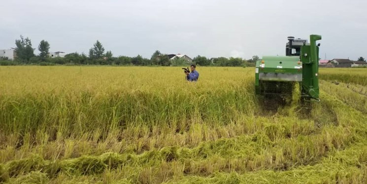 نخستین برداشت مکانیزه برنج کشور در مازندران/ افزایش تولید یک میلیون و 500 هزار تنی