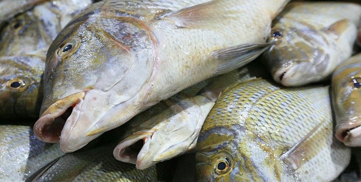 تولید 82 هزار تن محصولات شیلاتی در مازندران/ پرورش ماهیان خاویاری در اراضی ساحلی