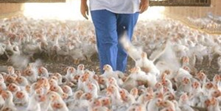 خرید نهاده‌های دامی با قیمت بالا دلیل افزایش قیمت مرغ/ نباید تولیدکننده متضرر شود