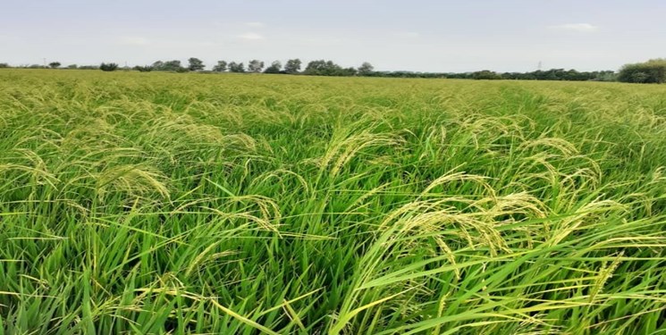 بذر قاطی برنج به شالیکاران  از سوی  تعاونی روستایی مازندران/برنج هنوز برداشت نشده قاظی شده