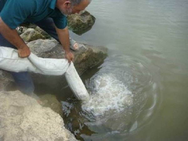 رهاسازی ۷۰۰ هزار قطعه بچه ماهی در رودخانه های رویان و ایزدشهر