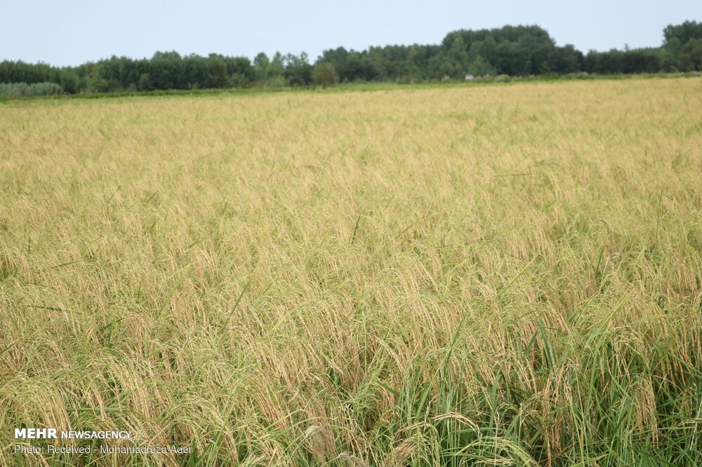برداشت مکانیزه خوشه های برنج در مازندران آغاز شد
