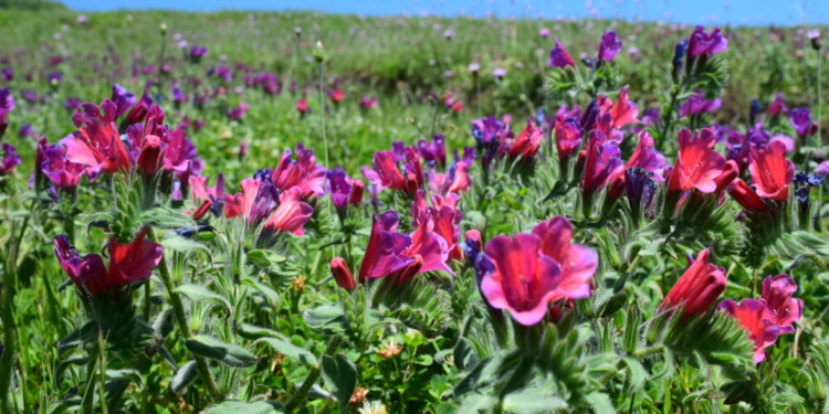 گل گاوزبان؛ پاشنه آشیل اقتصاد روستایی/ اشتغال ۱۰ هزار خانوار