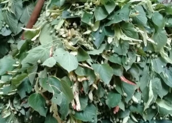 درختان نمدار چهاردانگه را دریابید