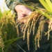 هیچ نیازی به واردات برنج نیست/واردات مساوی با نابودی برنج داخلی