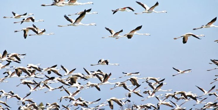 ورود پرندگان مهاجر عبوری به تالاب میانکاله/ شکار ممنوع!