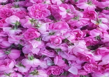 عطر بهشت از کیلومترها دورتر به مشام میرسد/ کِشتی که به دودانگه رنگ و بوی زندگی داد