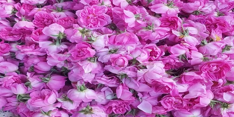 عطر بهشت از کیلومترها دورتر به مشام می‌رسد/ کِشتی که به دودانگه رنگ و بوی زندگی داد