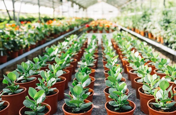 ۶۳ گلخانه کوچک در قائمشهر افتتاح و کلنگ زنی می شود