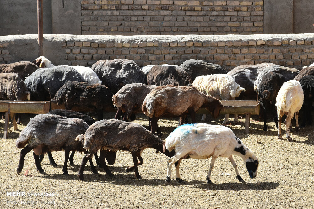۳۸۰۰ راس گوسفند در مازندران قربانی نذر خیر شده است