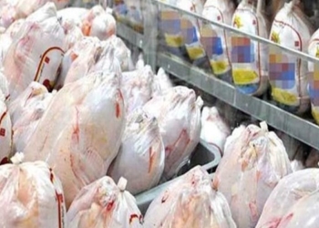 آزادسازی 70 هزار تن نهاده‌های دامی در مازندران/ ذخیره‌سازی 4 هزار تن مرغ