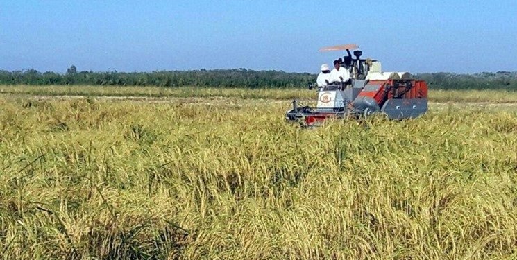 برنج در دست کشاورزان؛ سود در جیب دلالان