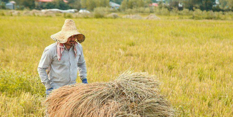 افزایش تولید برنج در مازندران/ اضافه شدن هزار هکتار به اراضی شالیزاری استان