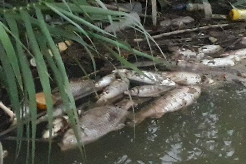 تلف شدن ۳۰۰۰ قطعه ماهی در رودخانه زردی ساری