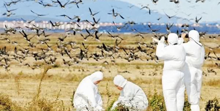 توصیه‌هایی برای پاییز بدون آنفلوآنزای پرندگان در مازندران