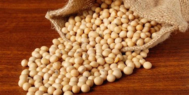 تکیه بر توان داخلی در تولید بذر سویا/ مازندران، دومین استان تولیدکننده سویا