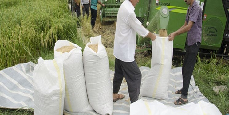 لزوم شکل‌گیری سازمان برنج  در کشور/ ضرورت تقویت سیاست‌های حمایتی از کشاورز
