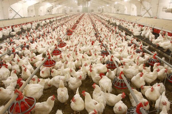 ۶ میلیون تن نهاده طیور نیاز داریم/ توقف روند افزایش قیمت مرغ