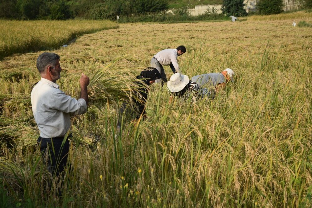 لزوم تشکیل سازمان برنج/ کشاورزی دانش بنیان راهکار رفع مسائل است