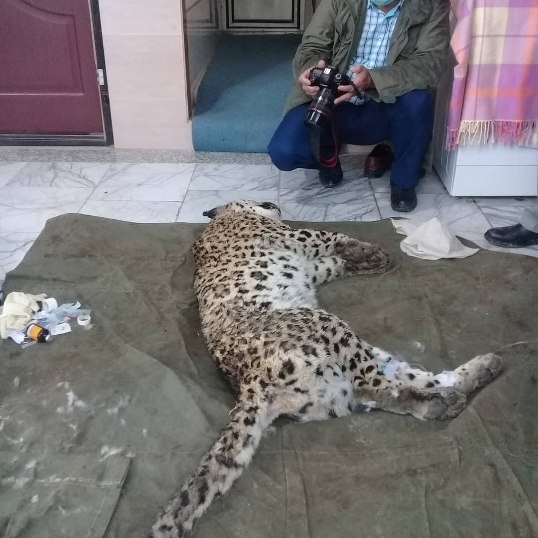 انتقال پلنگ زخمی برای مداوا و عکس برداری به ساری