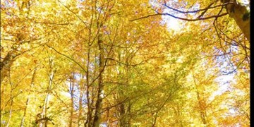 ویدئو کلیپ| جلوه پاییز در منطقه «سنگده» دودانگه