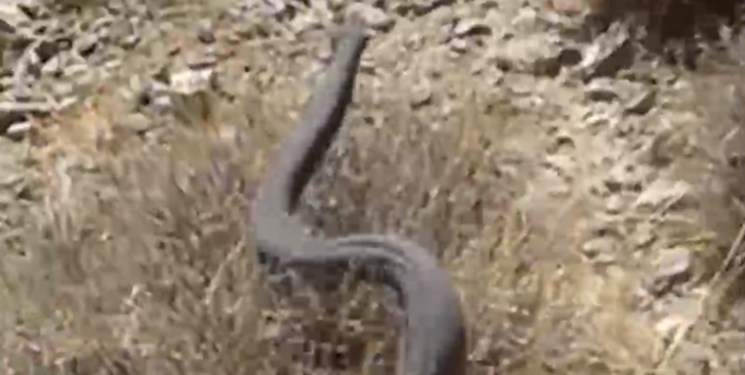 فیلم| مار افعی در طبیعت زیبای میامی