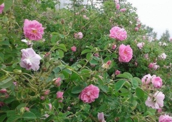 کاشت گل محمدی در زمین های شیبدار چهاردانگه