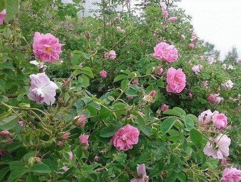 کاشت گل محمدی در زمین های شیبدار چهاردانگه