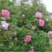 کاشت گل محمدی در زمین های شیبدار چهاردانگه