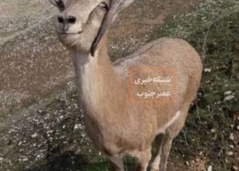 بز وحشی برای درمان به دامپزشک پناه برد!+عکس