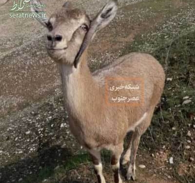 بز وحشی برای درمان به دامپزشک پناه برد!+عکس