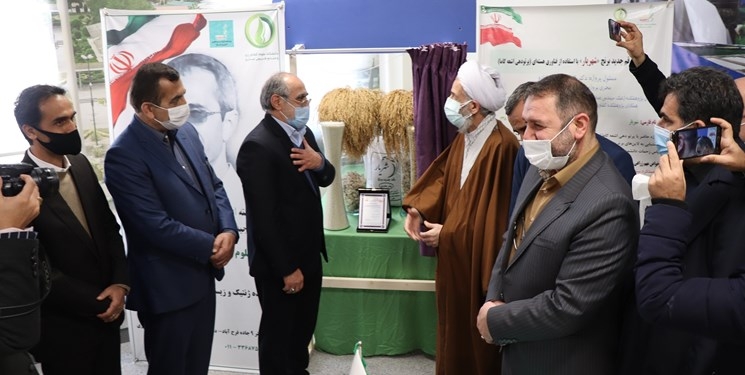 رونمایی از برنج «شهریار » در مازندران/ تلاش 10 ساله برای تولید بذر مرغوب برنج+ فیلم