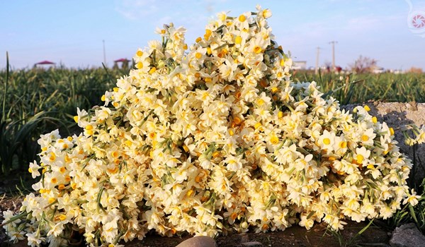 ویدئو  کامنت| تولید 80 میلیون شاخه گل نرگس در مازندران