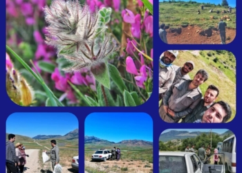تصاویر | اقدام اهالی روستای واوسرنو و میرافضل واوسر در مراقبت از گیاهان دارویی