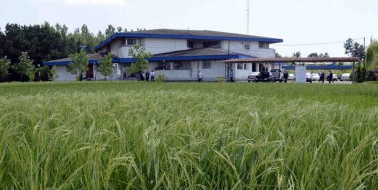 شدت گرما و کاهش بارندگی کشت دوم برنج را در مازندران ممنوع کرد