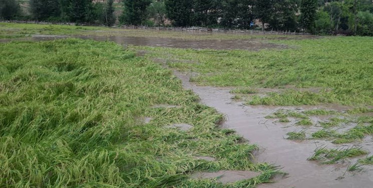 خسارت ۲۰ هکتار از شالیزارهای دودانگه ساری در سیلاب اخیر