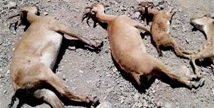 مشاهده طاعون نشخوارکنندگان در بین ۷ بز کل وحشی در مازندران
