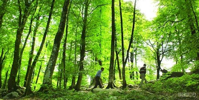 طرح جایگزین تنفس جنگل چشم انتظار ابلاغ اعتبار