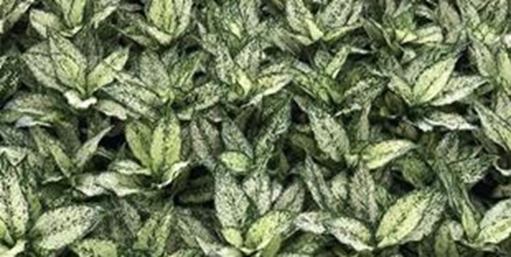 مازندران استانی مطرح در حوزه گردشگری گل و گیاه