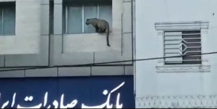 فارس من| مهلت یک ماهه محیط زیست مازندران به دارندگان جانوران وحشی