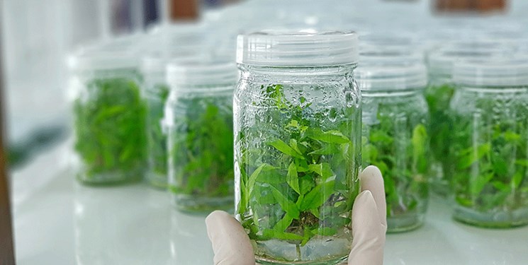 سبز شدن گلخانه به‌جای ویلا؛ آرزوی نخبه کارآفرین/ نشُدها در سایه پشتکار شُد می‌شود