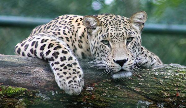 فیلم| وقتی پلنگ ایرانی متوجه حضور فیلمبردار می‌شود